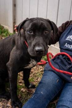 Mixed Breed Dogs Available for Adoption - Wisdom | PetCurious