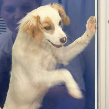 Chiara -  Brittany Spaniel and Miniature Dachshund Dog for Adoption in Newport, Tennessee - Chiara | PetCurious