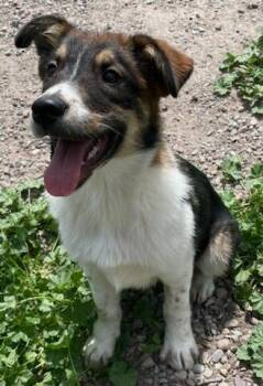 Billie -  Border Collie Dog for Adoption in Polson, Montana - Billie | PetCurious