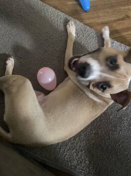 Spike COURTESY POST -  Terrier Dog for Adoption in Cleveland, Ohio - Spike COURTESY POST | PetCurious