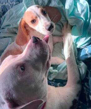 Salami -  Beagle Dog for Adoption in Kent, Washington - Salami | PetCurious