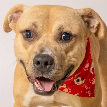 RHINO -  Pit Bull Terrier and Mixed Breed Dog for Adoption in St. Louis, Missouri - RHINO | PetCurious