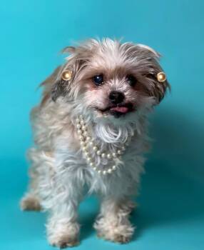 Miniature Poodle and Shih Tzu Dogs Available for Adoption in Foster, Rhode Island - Lola | PetCurious