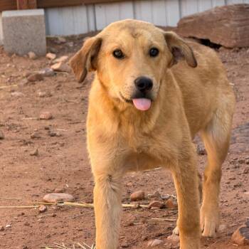 Mixed Breed Dogs Available for Adoption in Moab, Utah - Wiggly | PetCurious