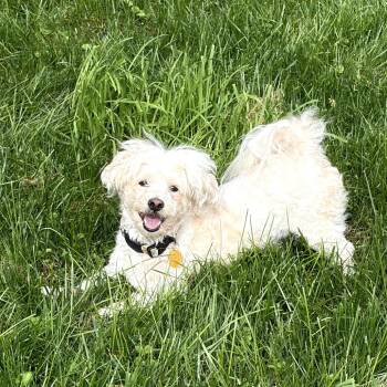 Diego -  Mixed Breed Dog for Adoption in Rockville, Maryland - Diego | PetCurious
