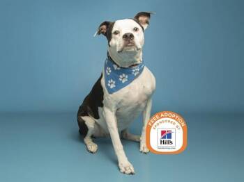 Boxer and Pit Bull Terrier Dogs Available for Adoption - NUGGET | PetCurious