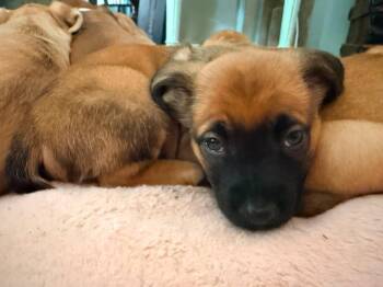 Liberty -  Dachshund and Golden Retriever Dog for Adoption in Roxboro, North Carolina - Liberty | PetCurious