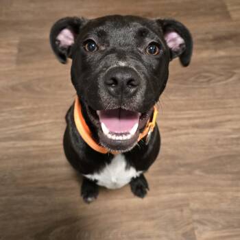 Bop Bop Birthday - Local Fun -  Corgi and Labrador Retriever Dog for Adoption in Andover, Massachusetts - Bop Bop Birthday - Local Fun | PetCurious
