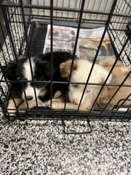 Owen -  Australian Shepherd Dog for Adoption in Hopkinsville, Kentucky - Owen | PetCurious