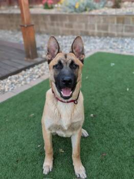 Belgian Shepherd Malinois Dogs Available for Adoption in Lafayette, California - Carter | PetCurious