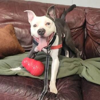 Pit Bull Terrier Dogs Available for Adoption in North Myrtle Beach, South Carolina - Bingo | PetCurious