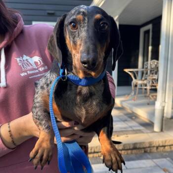 Meatball -  Dachshund Dog for Adoption in Campton Hills, Illinois - Meatball | PetCurious
