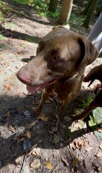 Rescue Labrador Retriever and Chesapeake Bay Retriever Dogs for Adoption in Millerstown, Pennsylvania - CLARABELLE | PetCurious