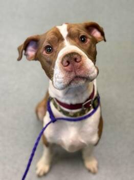 Pit Bull Terrier and Mixed Breed Dogs Available for Adoption - Bacon Bits | PetCurious