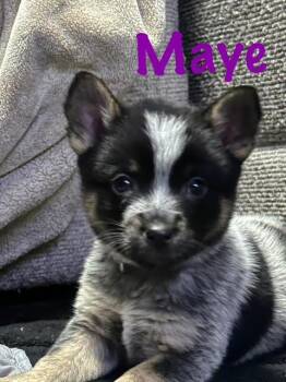 Australian Cattle Dog Blue Heeler Dogs Available for Adoption - Maye | PetCurious