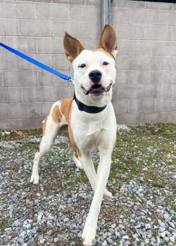 Boxer and Mixed Breed Dogs Available for Adoption - King | PetCurious