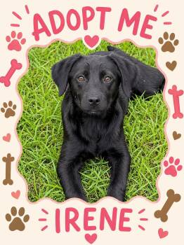 Black Labrador Retriever Dogs Available for Adoption in Bowie, Texas - Irene | PetCurious