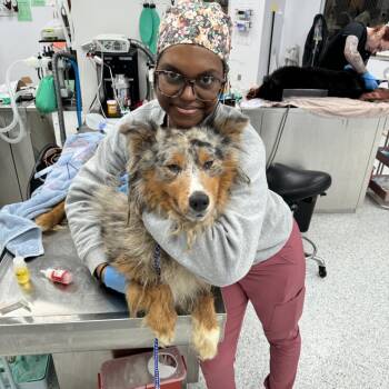 Australian Shepherd Dogs Available for Adoption in Fort Wayne, Indiana - Scout | PetCurious