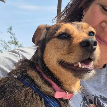 Terrier Dogs Available for Adoption in Minneapolis, Minnesota - Nymphadora | PetCurious
