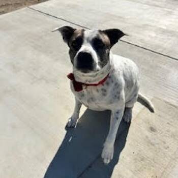 Rescue Pit Bull Terrier Dogs for Adoption in Oceanside, California - *** Bessie | PetCurious