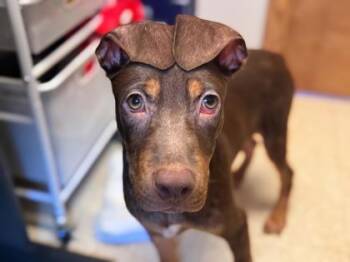 Bubbles -  Mixed Breed Dog for Adoption in Newberg, Oregon - Bubbles | PetCurious