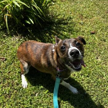 Jasper -  Feist Dog for Adoption in Spruce Pine, North Carolina - Jasper | PetCurious