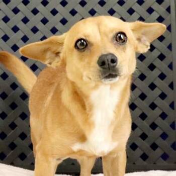 Chihuahua Dogs Available for Adoption in Midland, Texas - Benson | PetCurious