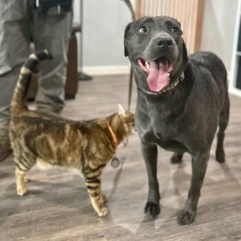 Lola the Ball Playing Princess -  Labrador Retriever and Weimaraner Dog for Adoption in Friendswood, Texas - Lola The Ball Playing Princess | PetCurious
