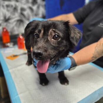 Chihuahua and Pomeranian Dogs Available for Adoption - Caramel | PetCurious