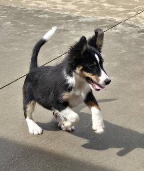 Shetland Sheepdog Sheltie Dogs Available for Adoption in Terre Haute, Indiana - Betty Boop | PetCurious
