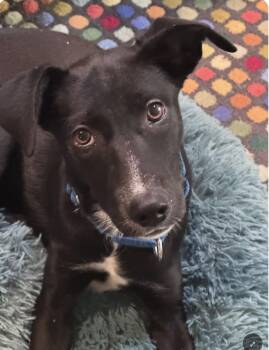 Miley -  Border Collie and Black Labrador Retriever Dog for Adoption in Larkfield-wikiup, California - Miley | PetCurious