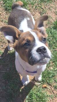 Mixed Breed Dogs Available for Adoption in Taycheedah, Wisconsin - Hippo | PetCurious