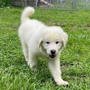 Slider -  Great Pyrenees Dog for Adoption in Farmington, Connecticut - Slider | PetCurious