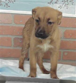 ASTRA -  German Shepherd Dog and Mixed Breed Dog for Adoption in Houston, Texas - ASTRA | PetCurious