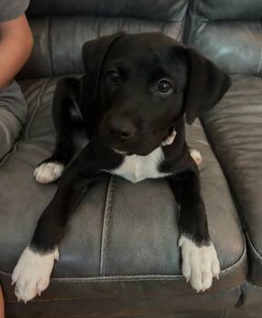 Socks -  Labrador Retriever and American Staffordshire Terrier Dog for Adoption in Columbia, Illinois - Socks | PetCurious