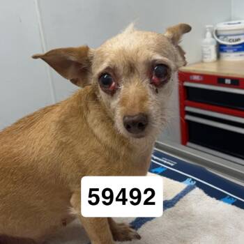 Peaches G -  Chihuahua Dog for Adoption in St. Augustine, Florida - Peaches G | PetCurious