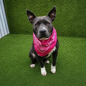 Lucy -  American Staffordshire Terrier and Mixed Breed Dog for Adoption in Oak Point, Texas - Lucy | PetCurious