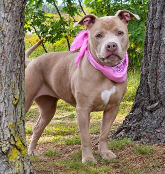 Sadie Mae -  Mixed Breed Dog for Adoption in Cheboygan, Michigan - Sadie Mae | PetCurious
