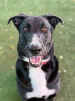 Harlin -  American Staffordshire Terrier and Great Dane Dog for Adoption in Glendale, Arizona - Harlin | PetCurious
