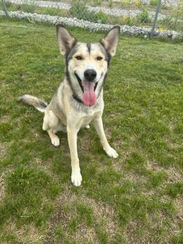 Siberian Husky Dogs Available for Adoption in Wabash, Indiana - Alimo/Wylie | PetCurious
