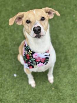 Rescue Pointer and Mixed Breed Dogs for Adoption in Fort Worth, Texas - Cora | PetCurious