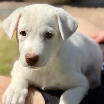 Maren -  Shepherd Dog for Adoption in Pflugerville, Texas - Maren | PetCurious