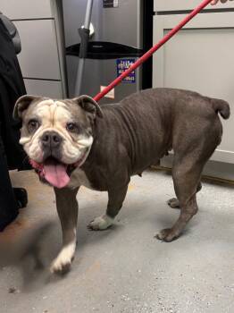English Bulldog Dogs Available for Adoption in Rockport, Texas - Brooklyn | PetCurious