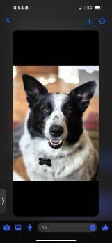 Rescue Mixed Breed Dogs for Adoption in Havre, Montana - Tully | PetCurious