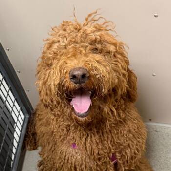 Ember -  Golden Retriever and Poodle Dog for Adoption in Murray, Utah - Ember | PetCurious