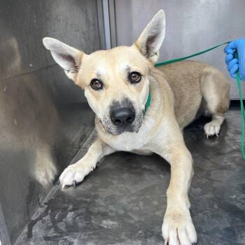 Charlotte -  Mixed Breed Dog for Adoption in Edinburg, Texas - Charlotte | PetCurious