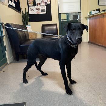 Oak -  Black Labrador Retriever Dog for Adoption in Pasadena, California - Oak | PetCurious