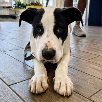 MAX -  Pit Bull Terrier and Mixed Breed Dog for Adoption in St. Louis, Missouri - MAX | PetCurious