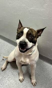 Mixed Breed Dogs Available for Adoption - Diamond | PetCurious