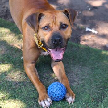 Rescue Mixed Breed Dogs for Adoption in Buffalo, Minnesota - Tazzle (Taz) | PetCurious